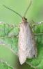 Diurnea lipsiella